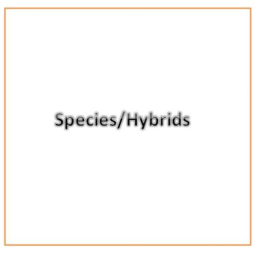 Species/Hybrid