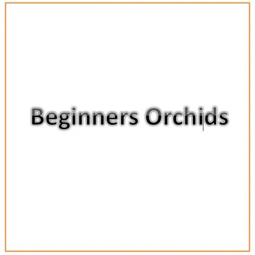 Beginners Orchids